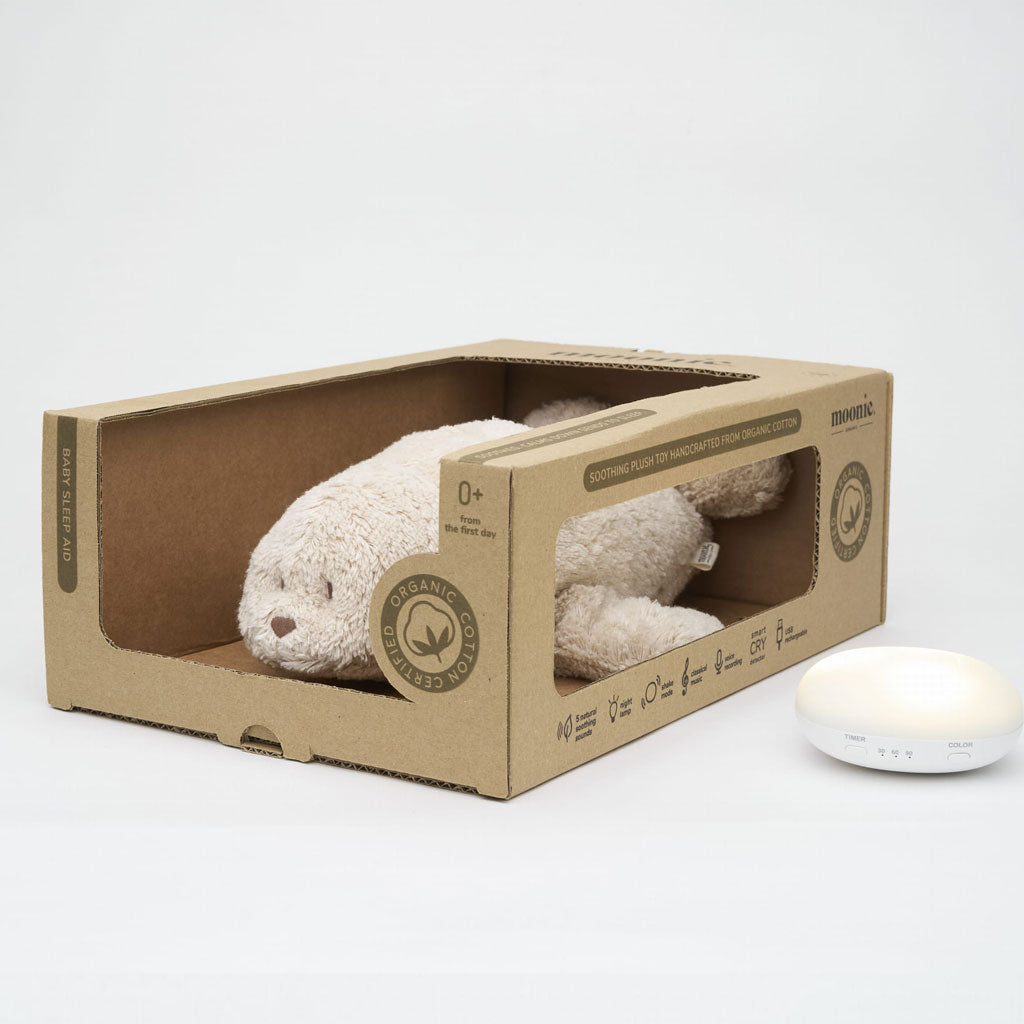 Seehund Seal Humming Sand